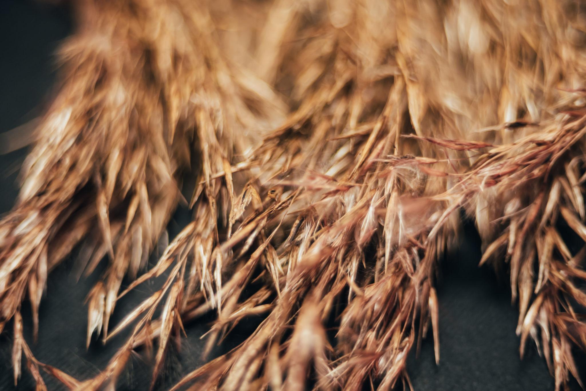 Wheat