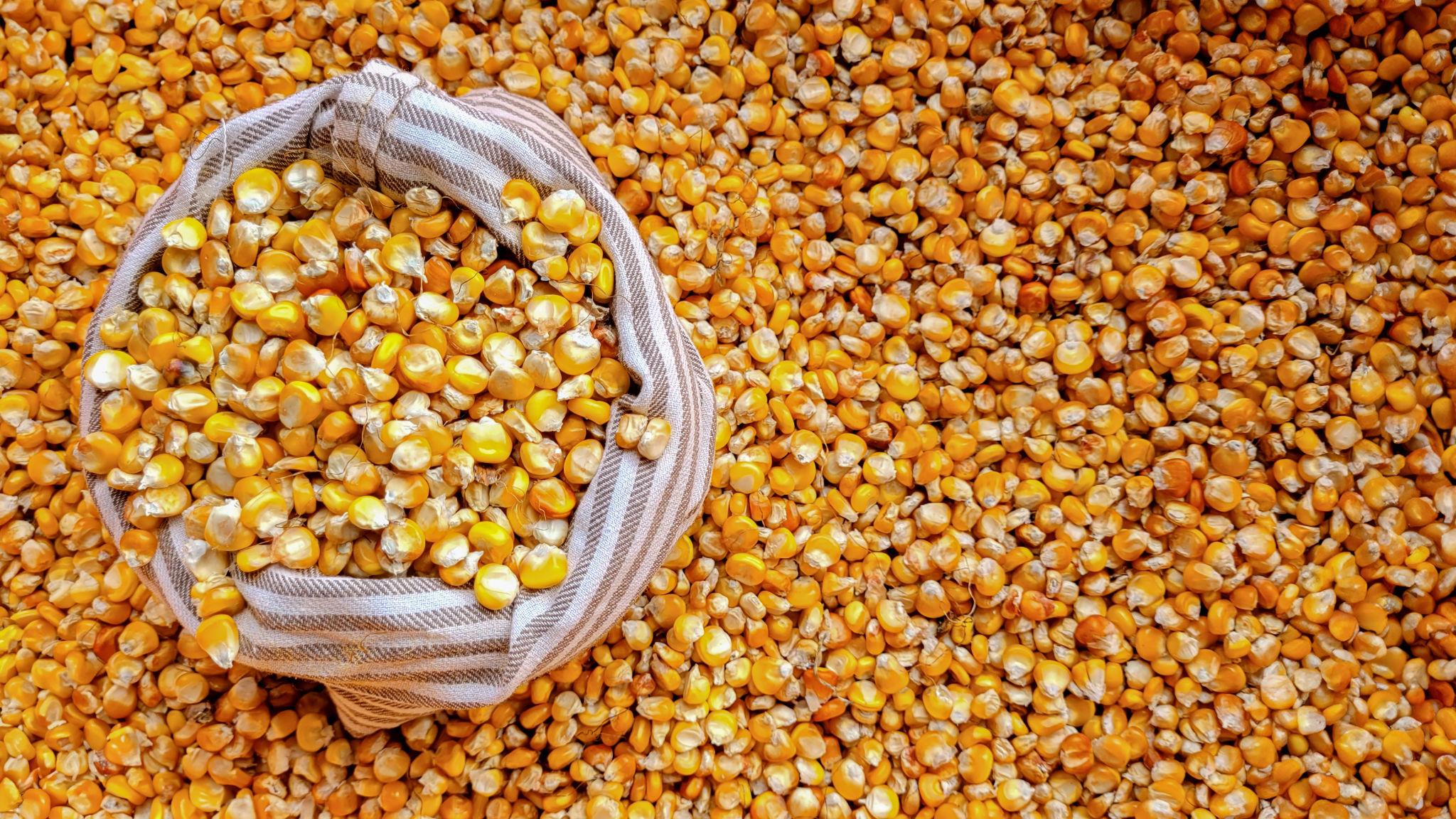 Corn