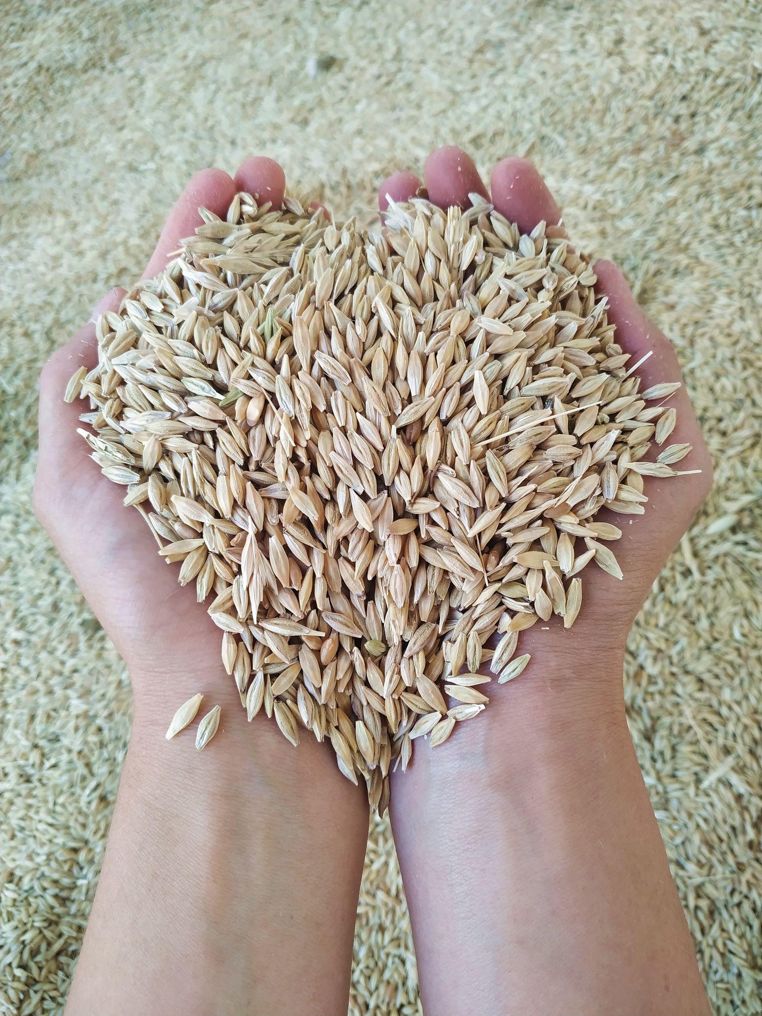 Oilseeds